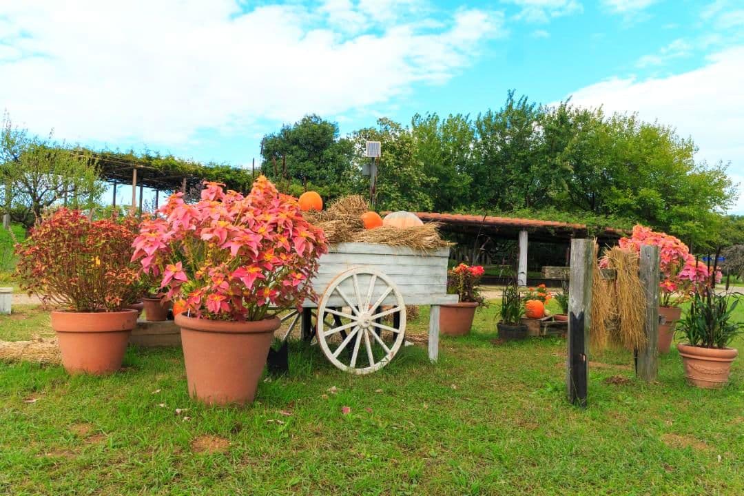 EOS M2 EF-M18-55レンズキット ベイブルー 希少