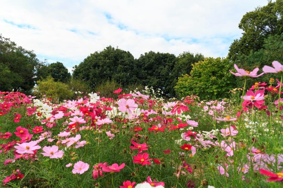 EOS M2 EF-M18-55レンズキット ベイブルー 希少