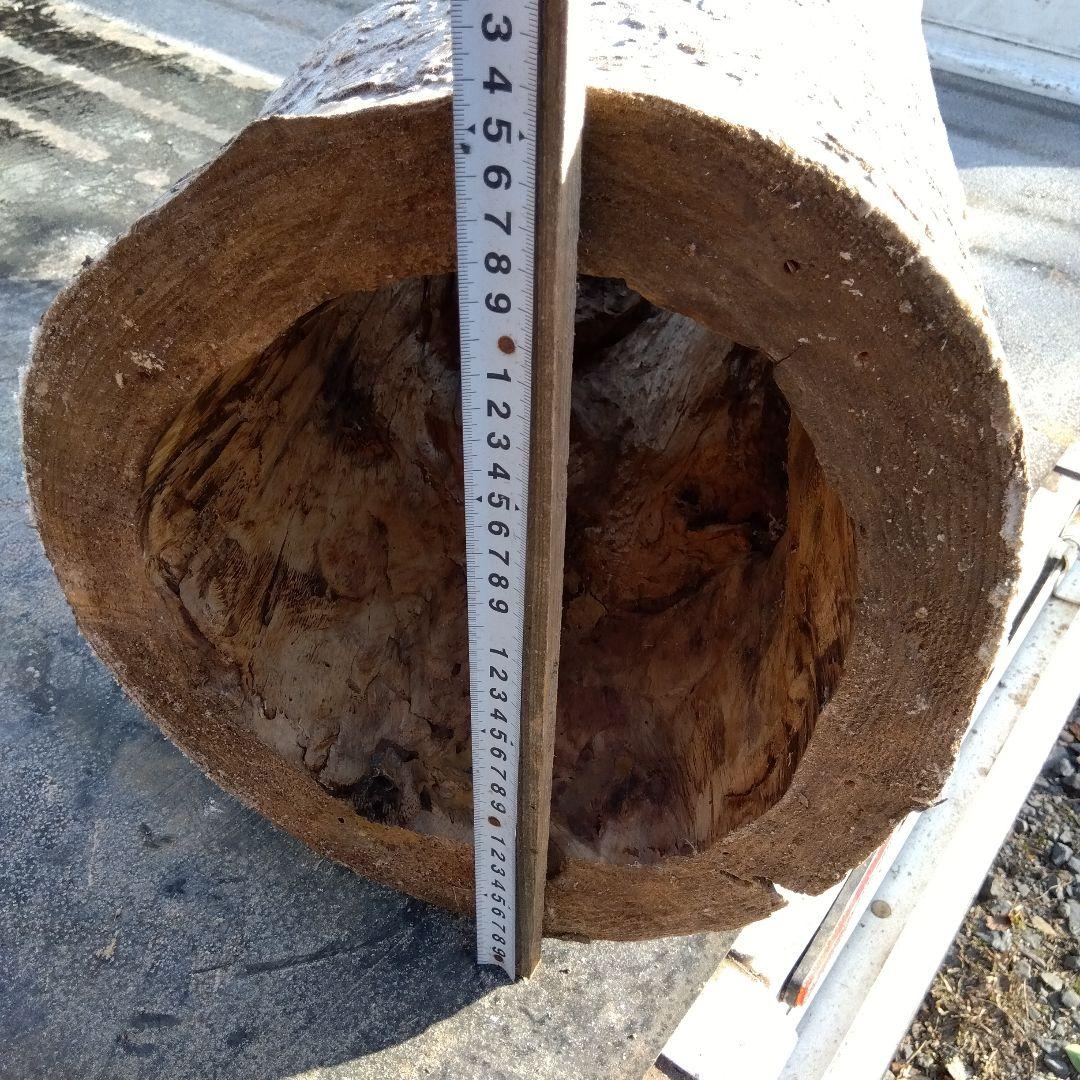 自然な木目の丸太 樹洞 丸洞 桐老木 昆虫飼育箱