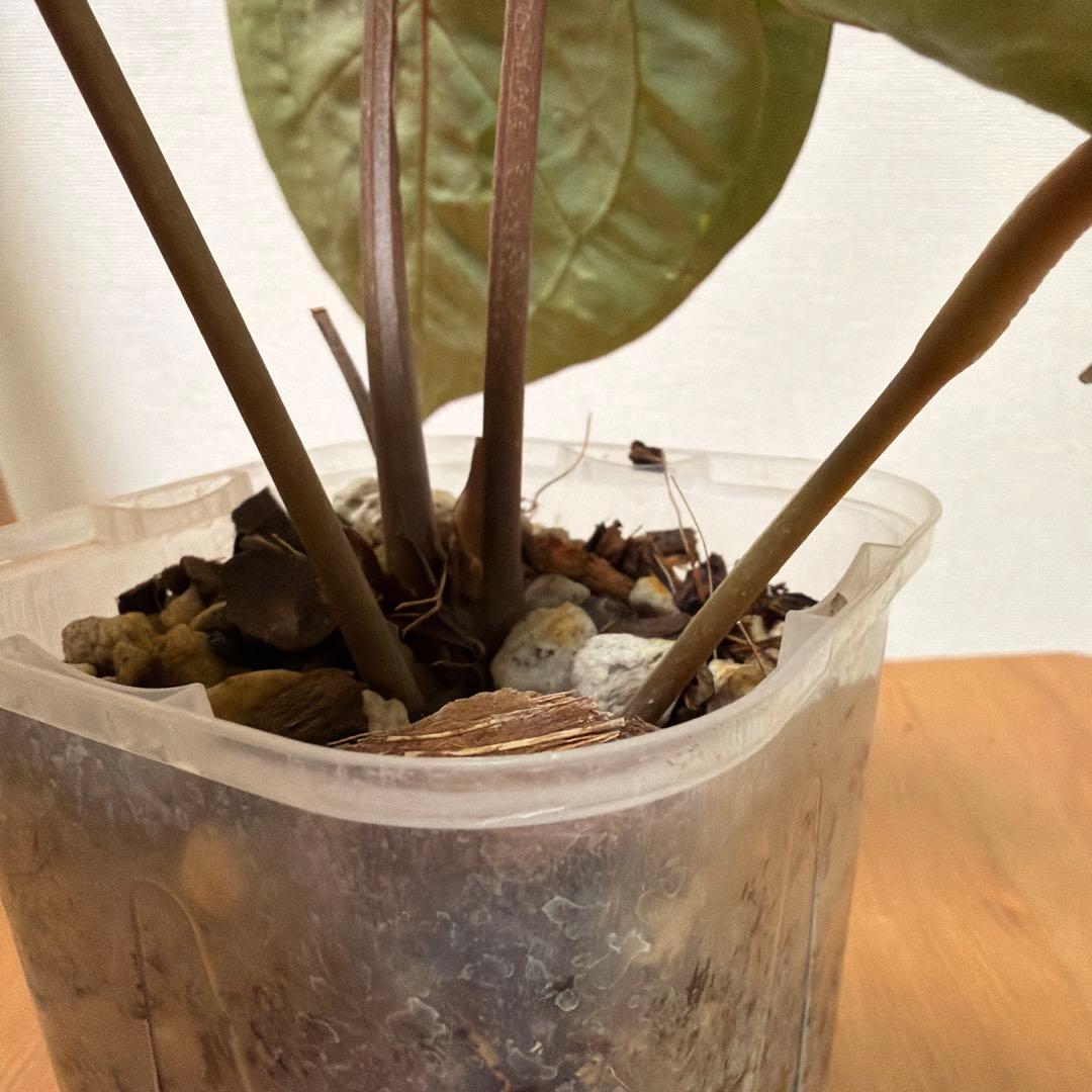 ＊アンスリウム　ミシェル　ドックブロック 3.5号＊