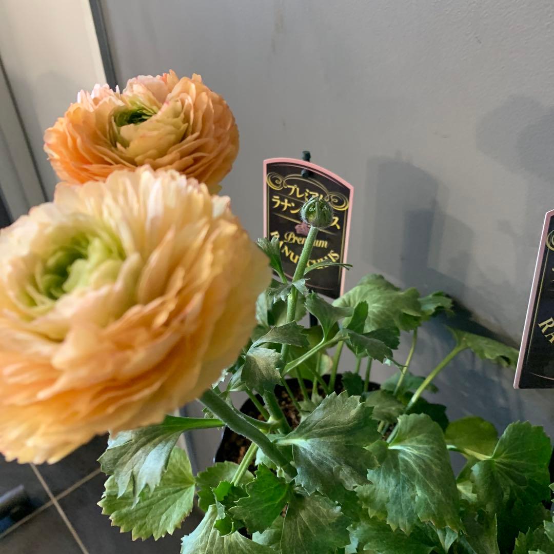 専用　ラナンキュラス プレミアム サクセス トアレグ 2個セット