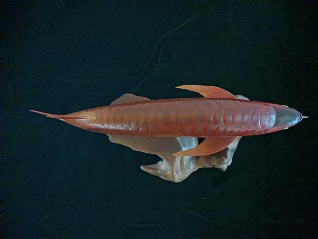 木製 鮮やかな魚の彫刻 アジア·アロワナ
