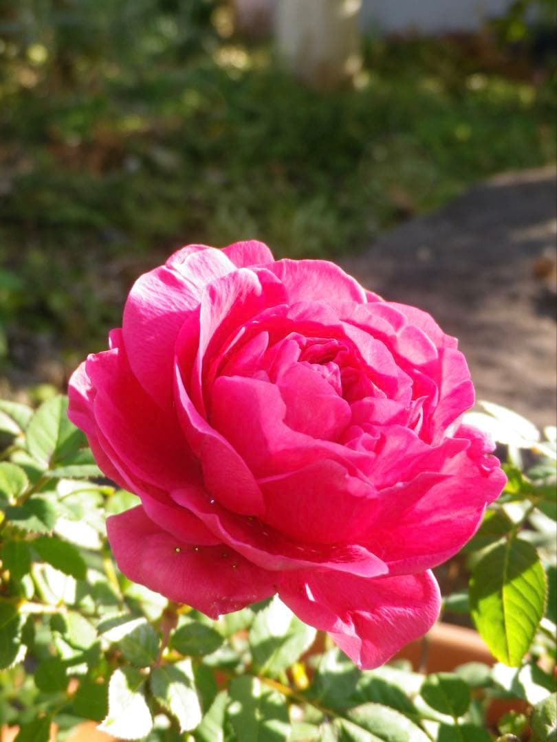 PENTAX★OptioブラックRZ18★付属品有り動作品デジタルカメラ