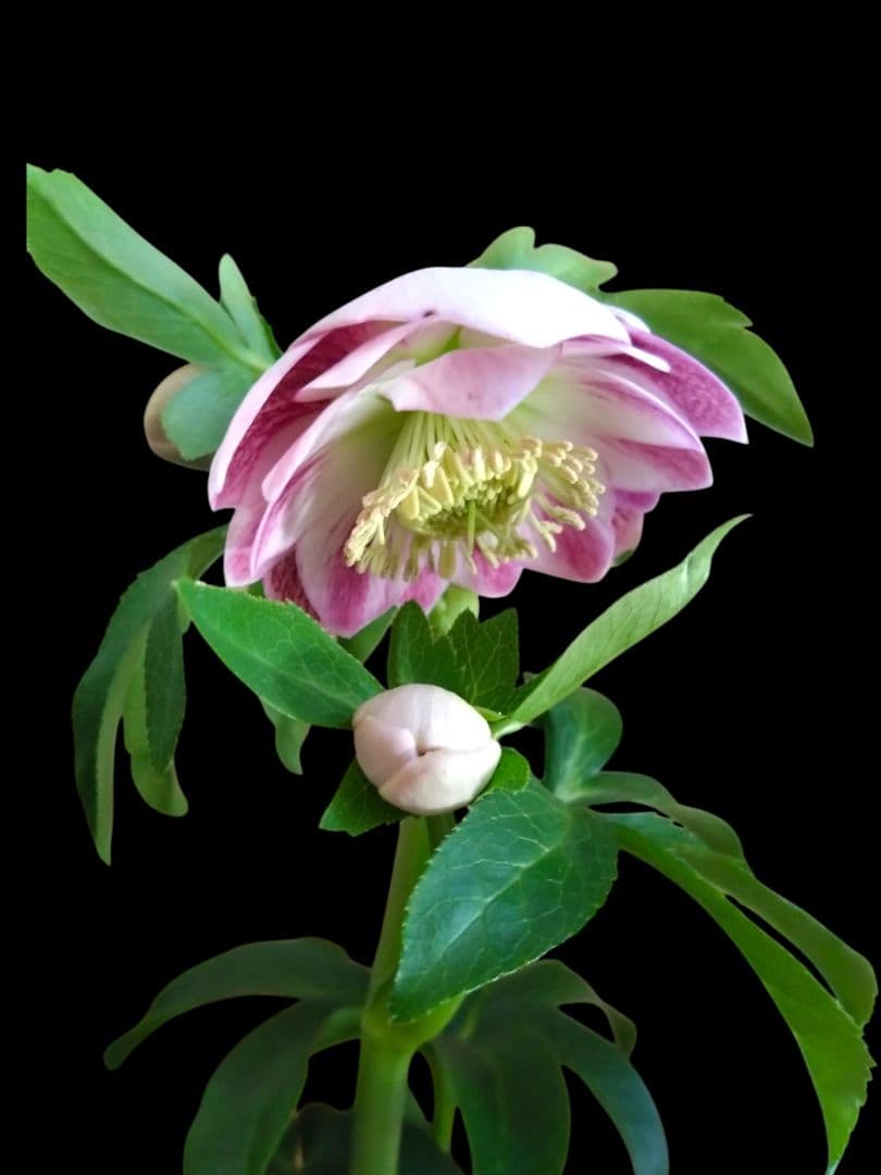 クリスマスローズ　広瀬園芸　グラデーションdd