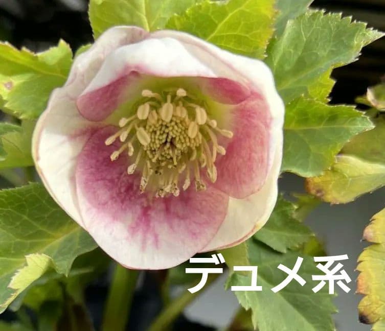 ま*い様 クリスマスローズ　パステリッシュストレイン　デュメ系　カップ咲き