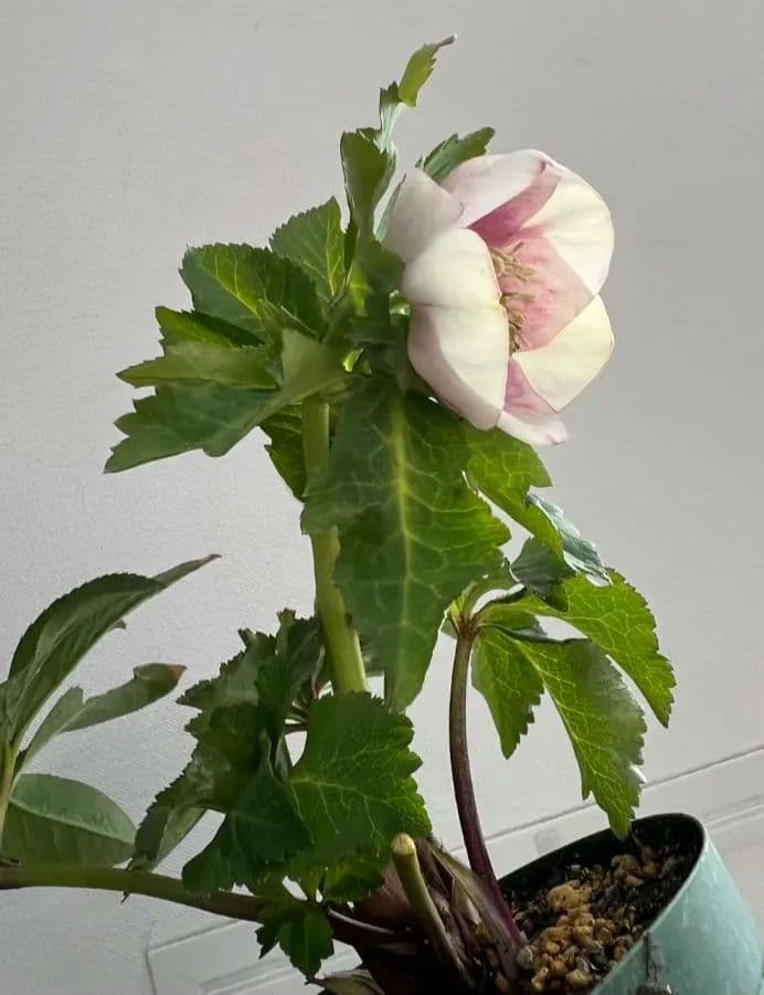 ま*い様 クリスマスローズ　パステリッシュストレイン　デュメ系　カップ咲き