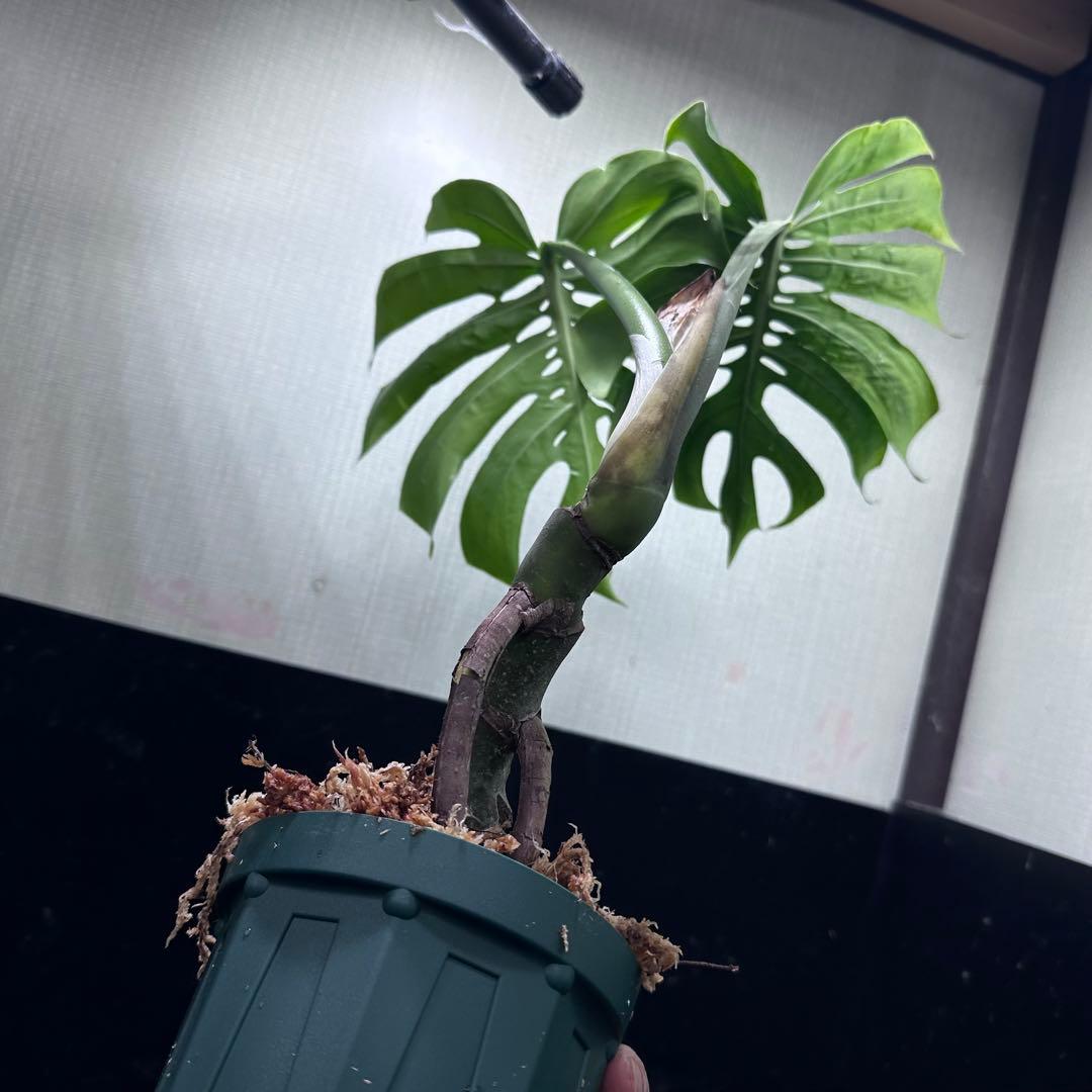 も*ぎ様 モンステラデリシオーサマクロコズム超希少系統鉢植え56㎝