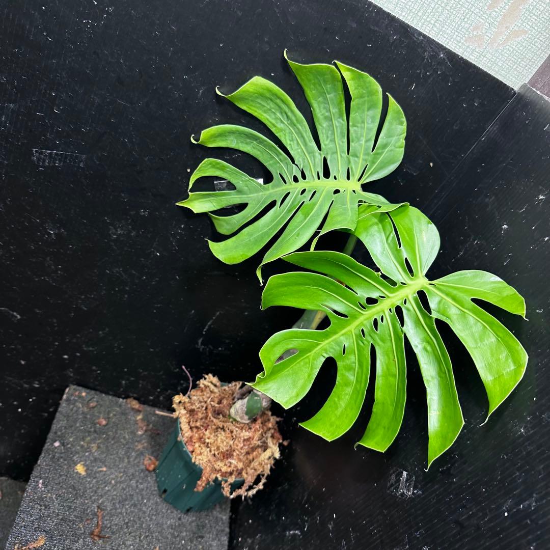 も*ぎ様 モンステラデリシオーサマクロコズム超希少系統鉢植え56㎝