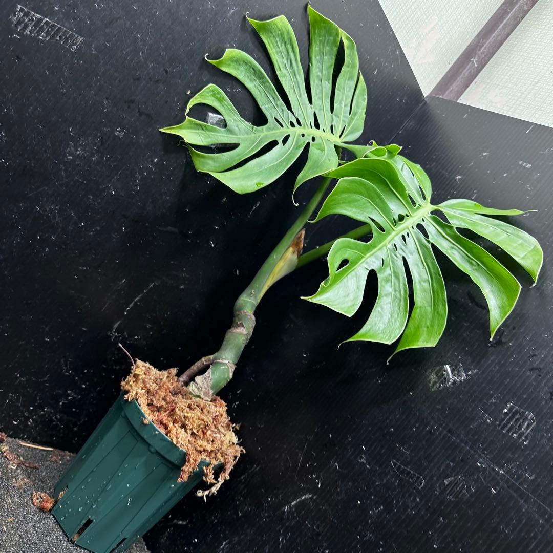 も*ぎ様 モンステラデリシオーサマクロコズム超希少系統鉢植え56㎝