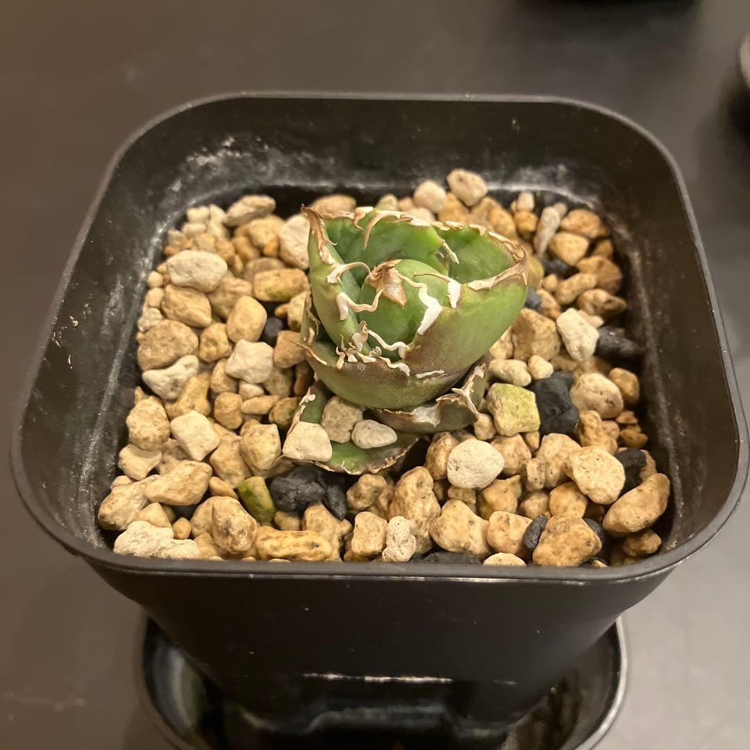 アガベ　COK 追星　子株