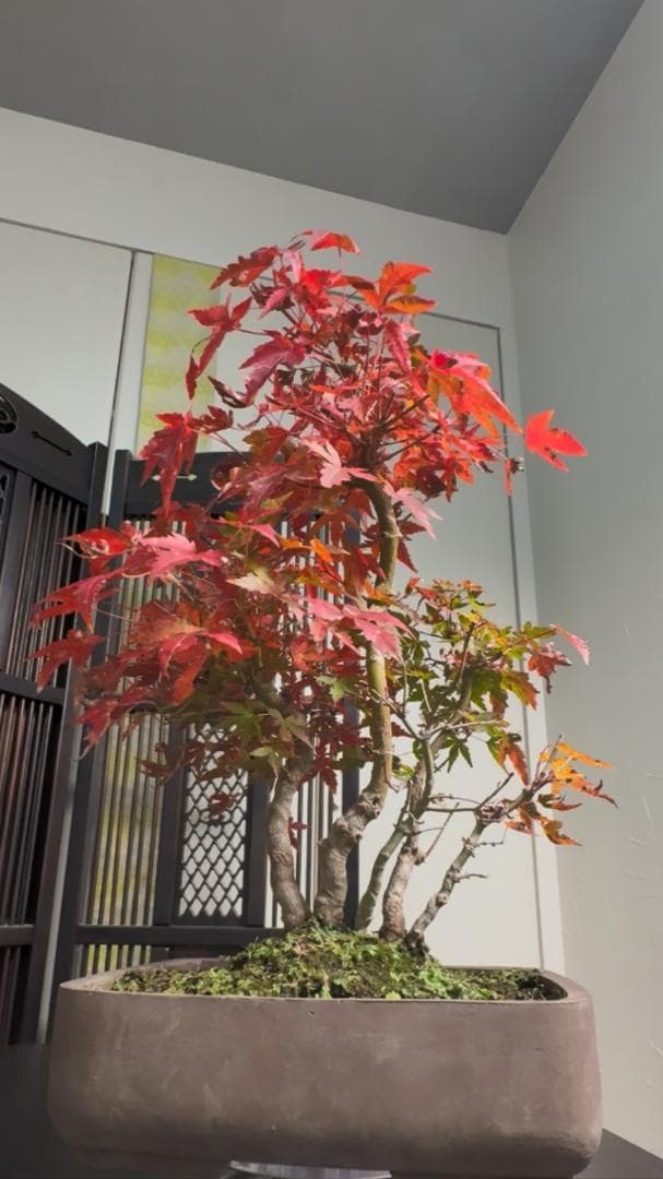 イロハモミジ 盆栽 株立ち5本 樹高35cm 紅葉が美しい本格モミジ