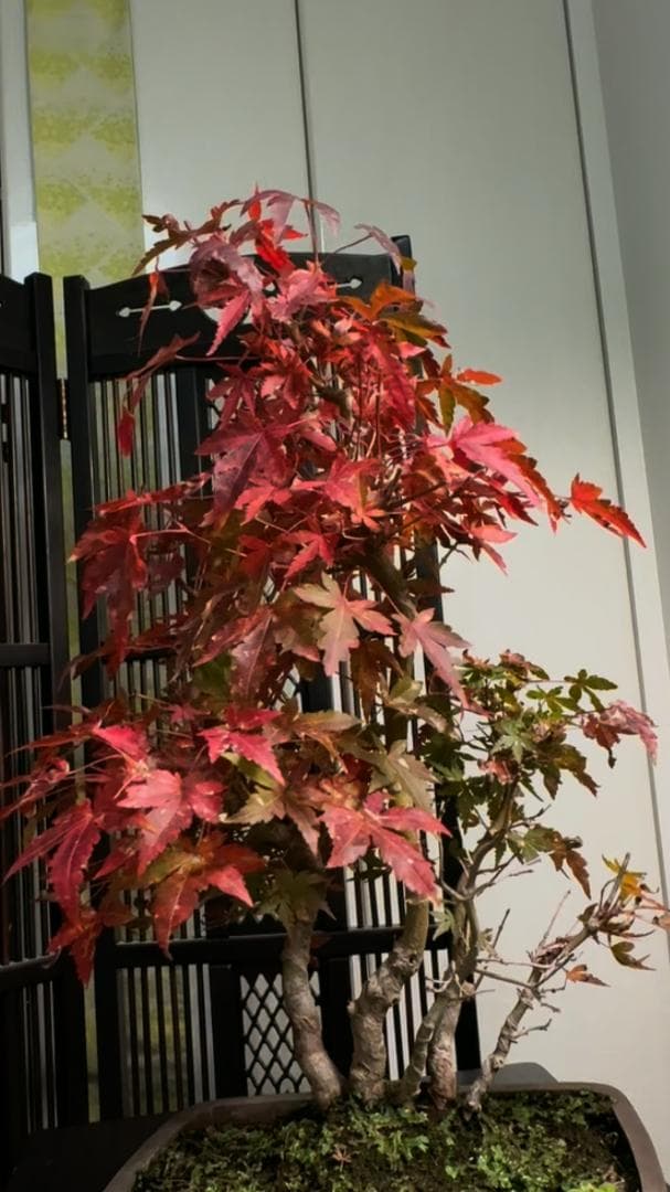 イロハモミジ 盆栽 株立ち5本 樹高35cm 紅葉が美しい本格モミジ