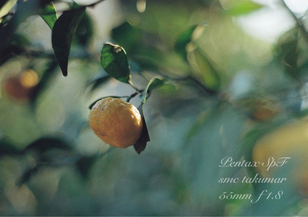 pentax spf/smcタクマー f1.8★完動品＊初期保証＊作例多数