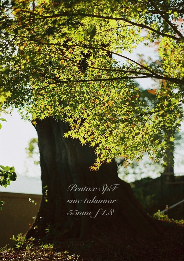 pentax spf/smcタクマー f1.8★完動品＊初期保証＊作例多数