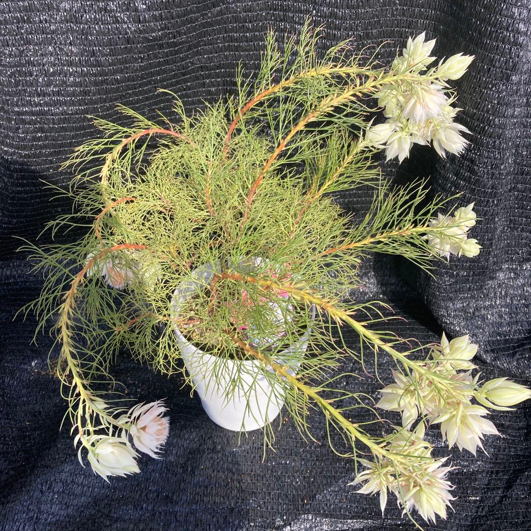 ②*:ஐ白花*:ஐジョーイセルリア・苗木【ブラッシングブライド（フロリダ）】6号