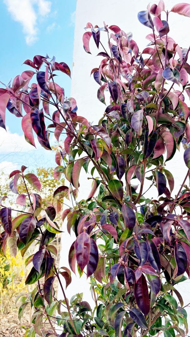 幹太。逸品常緑ヤマボウシ ホンコンエンシス1.6M(鉢底から)品番C