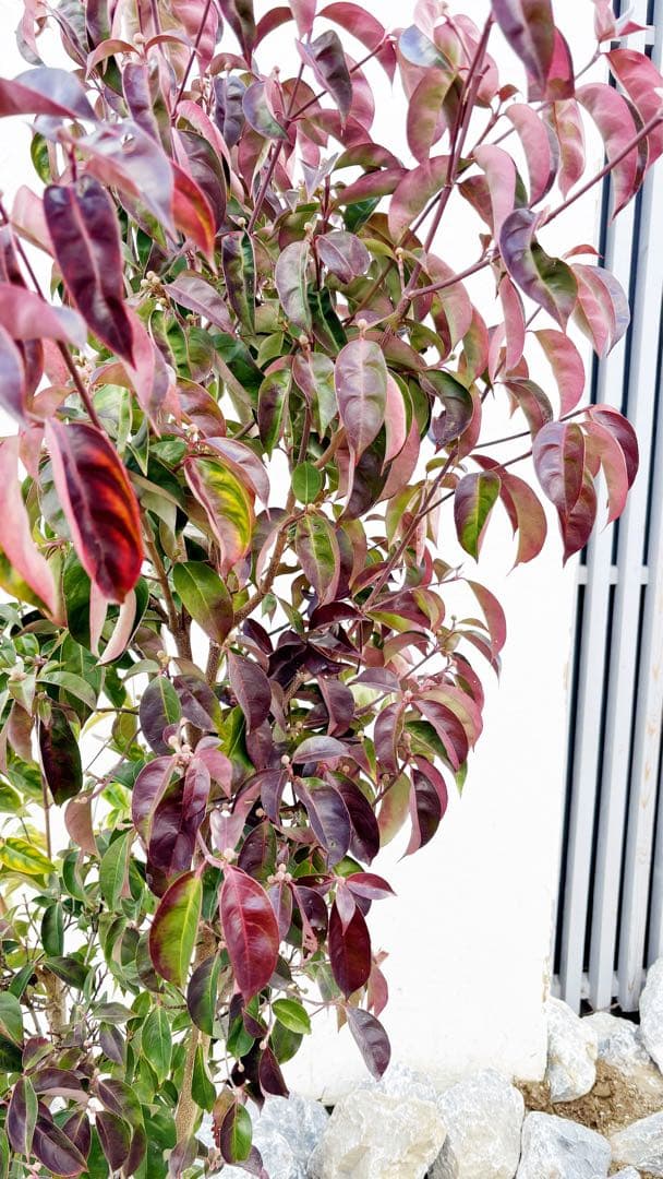 幹太。逸品常緑ヤマボウシ ホンコンエンシス1.6M(鉢底から)品番C