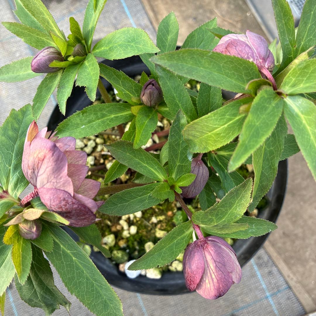 クリスマスローズ　トルカ交配　８寸