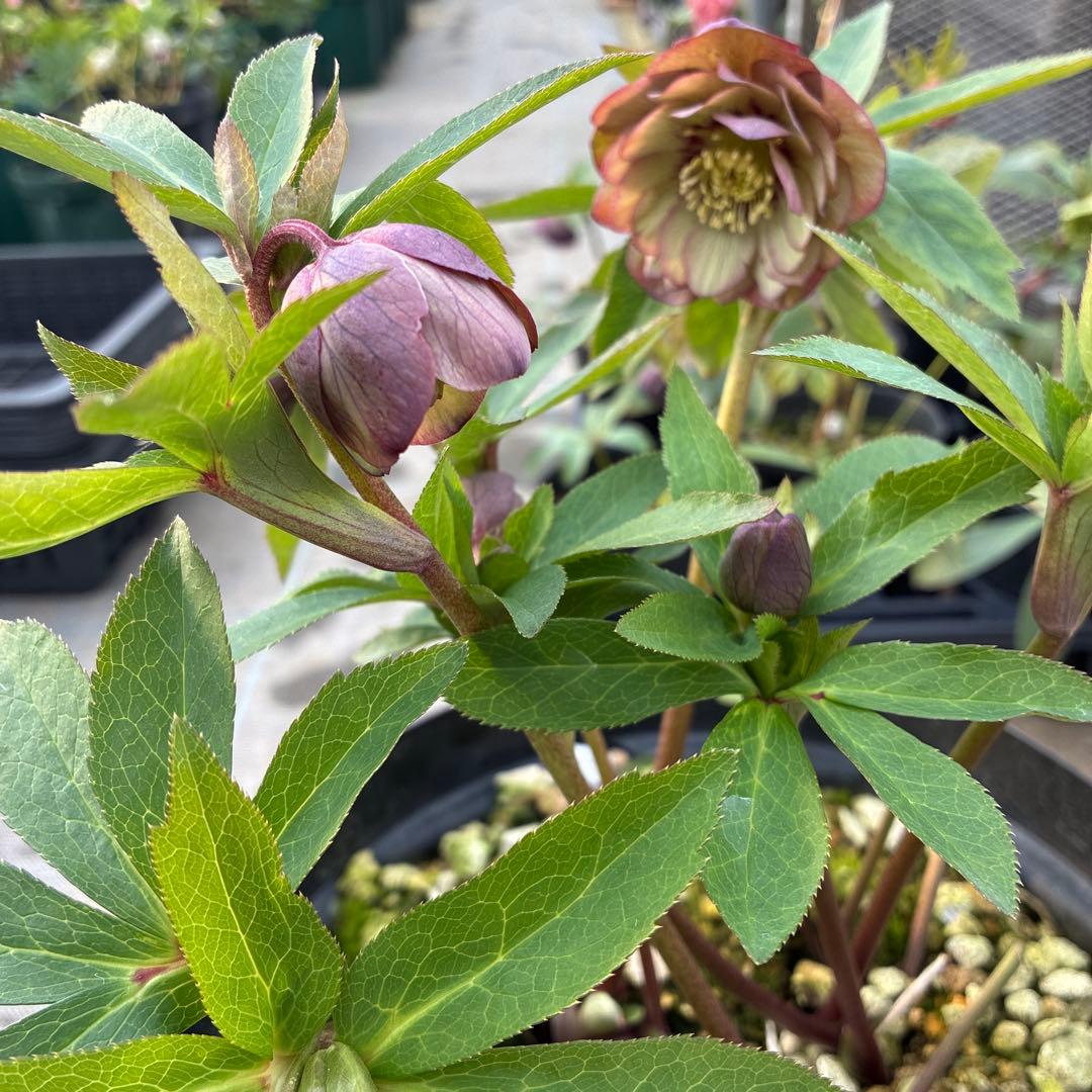 クリスマスローズ　トルカ交配　８寸