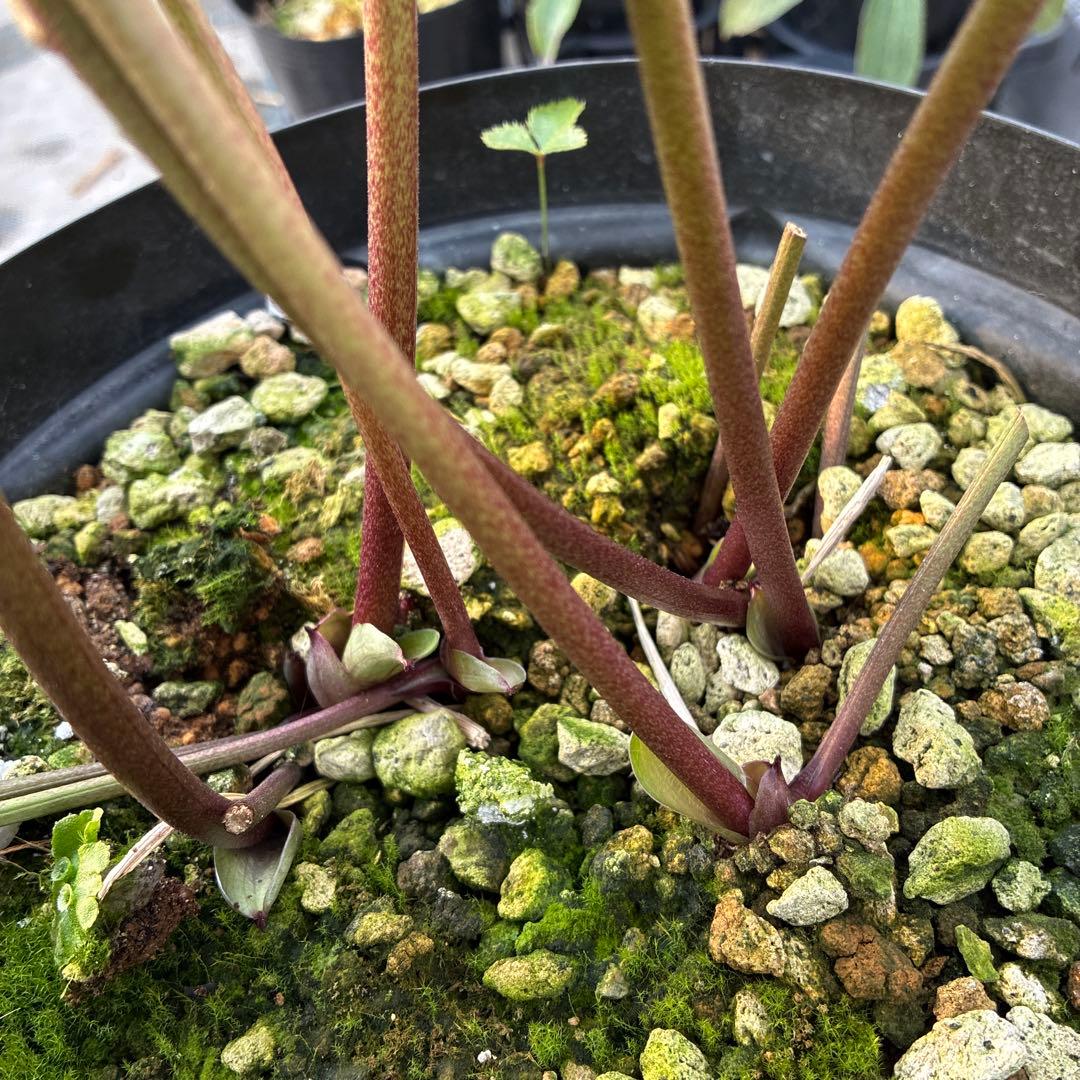 クリスマスローズ　トルカ交配　８寸