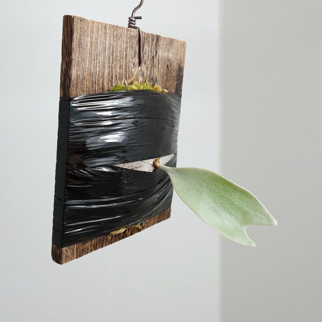 ビカクシダ White House 子株 株分け