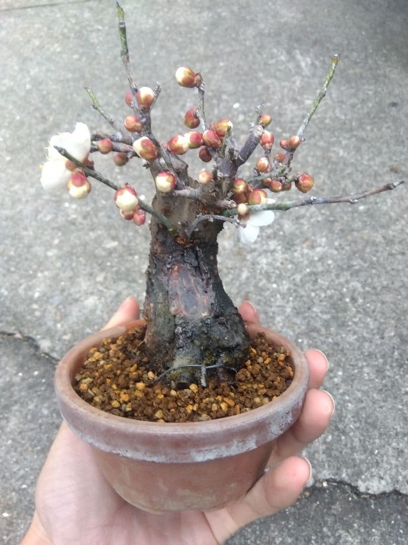 ライアン　野梅　盆栽　3.5号陶器鉢つき　コンパクト造り込み個体❗　③