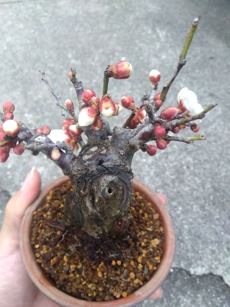 ライアン　野梅　盆栽　3.5号陶器鉢つき　コンパクト造り込み個体❗　③
