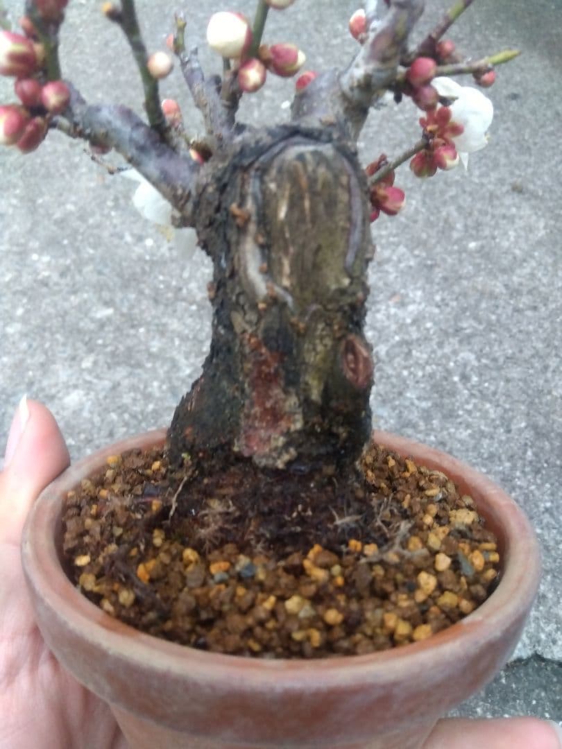 ライアン　野梅　盆栽　3.5号陶器鉢つき　コンパクト造り込み個体❗　③