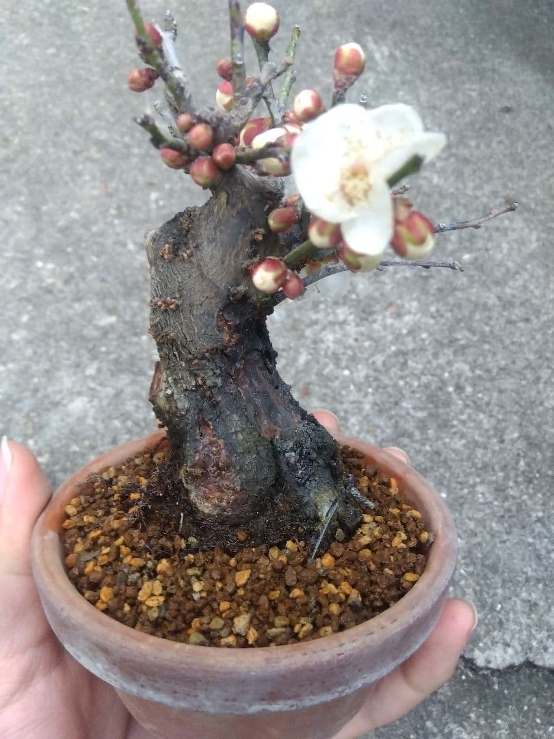 ライアン　野梅　盆栽　3.5号陶器鉢つき　コンパクト造り込み個体❗　③