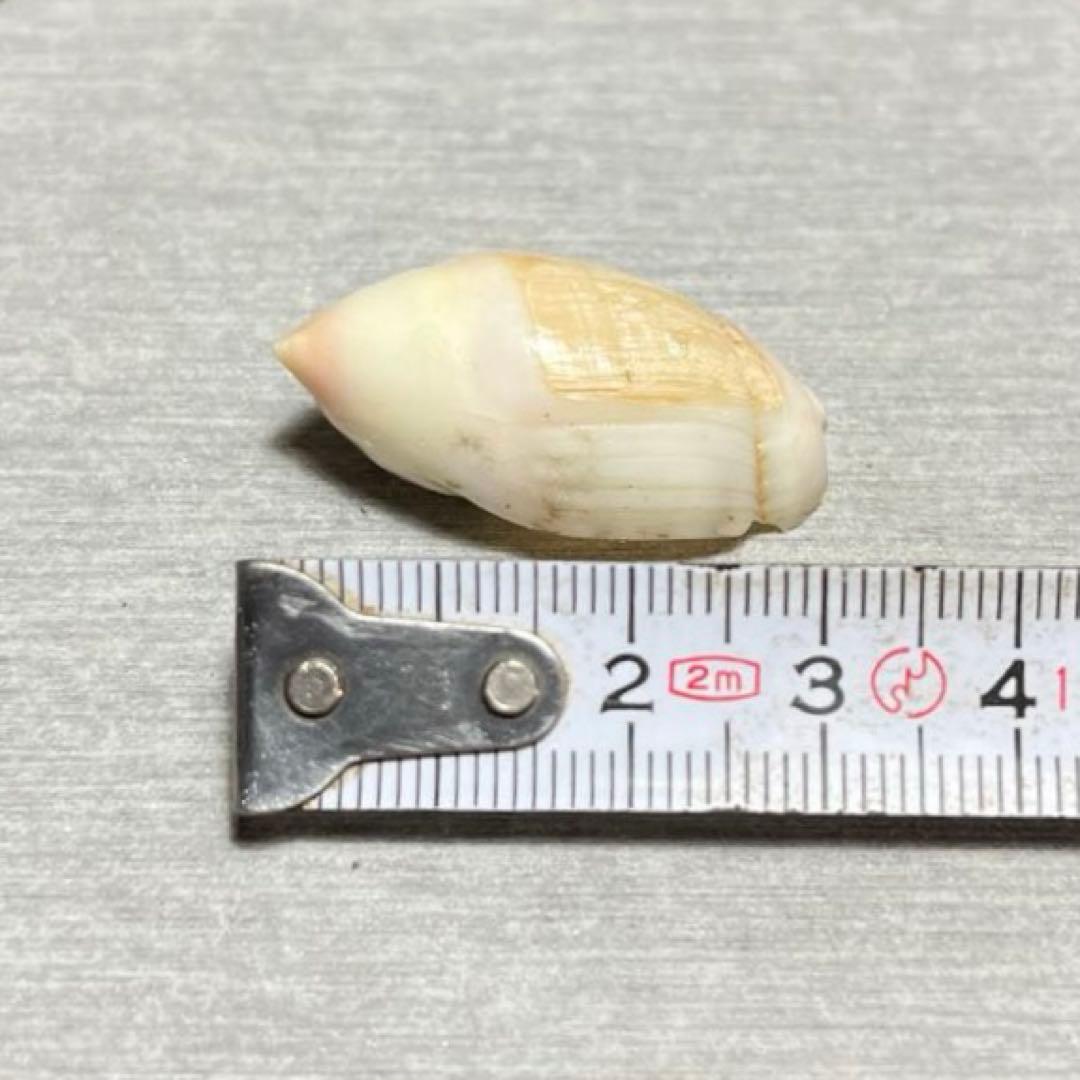 E*s様 激レア　美品　熊本県産　マボロシリュウグウボタル