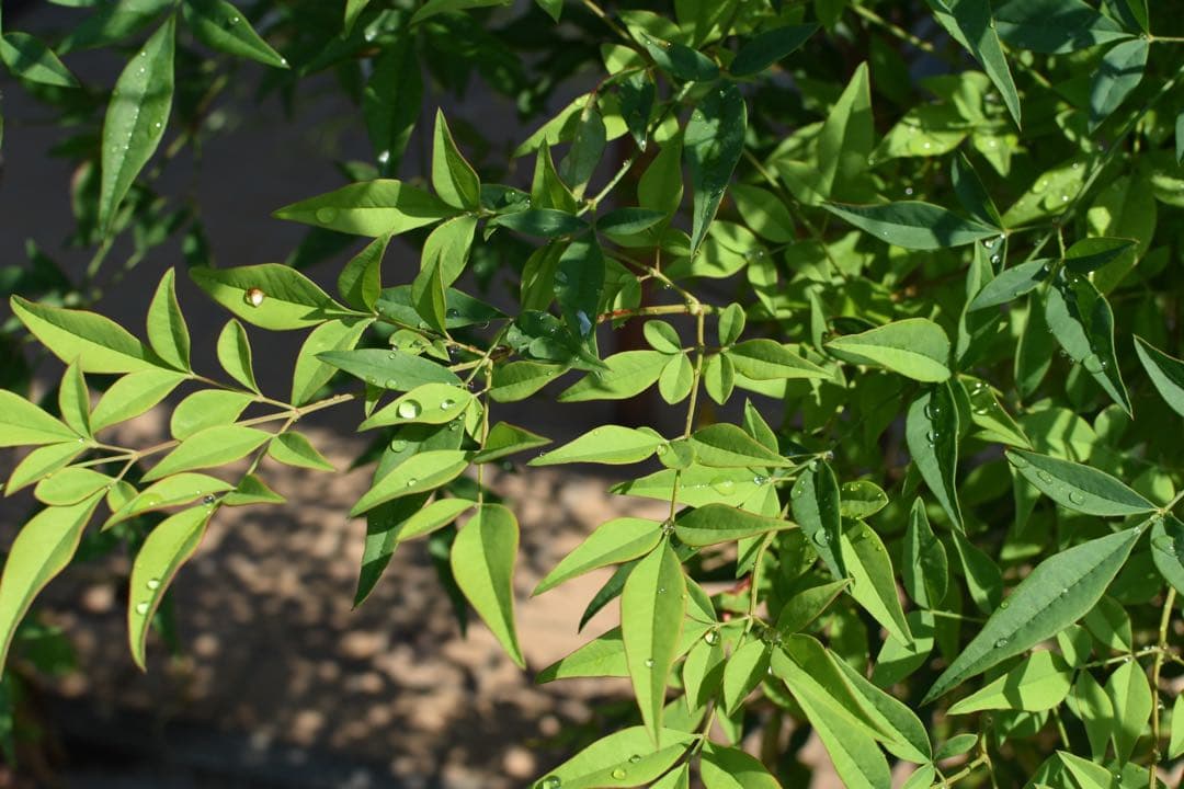 人気の単焦点◎Nikon 35mm F1.8G★美しいボケ味！ポーチ・フード付♪