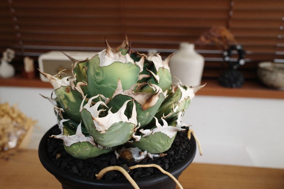 【子株】アガベ　オテロイ　オアハカ現地球