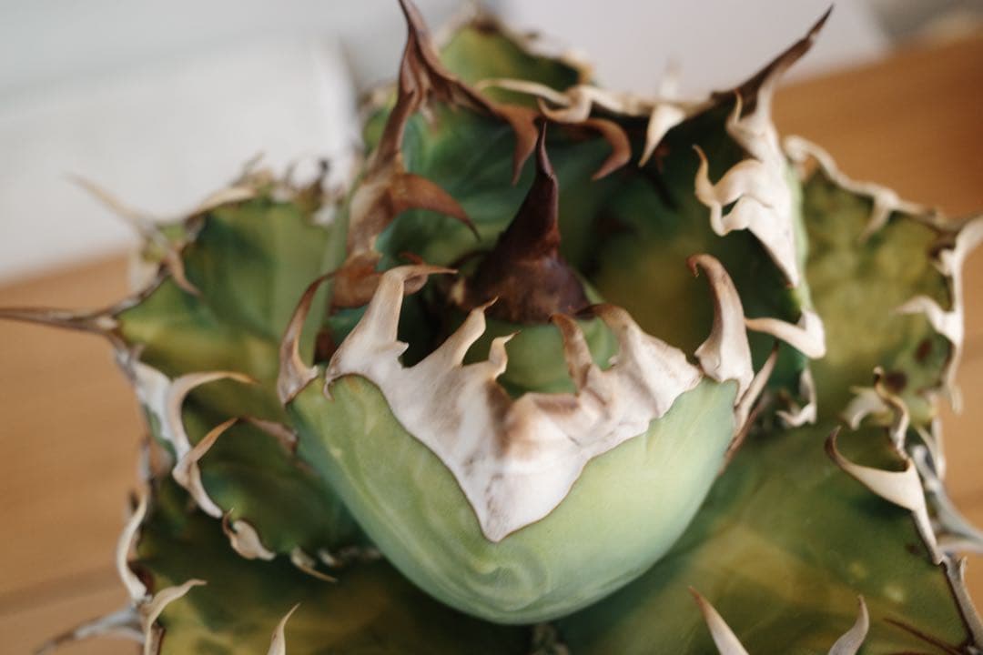 【子株】アガベ　オテロイ　オアハカ現地球