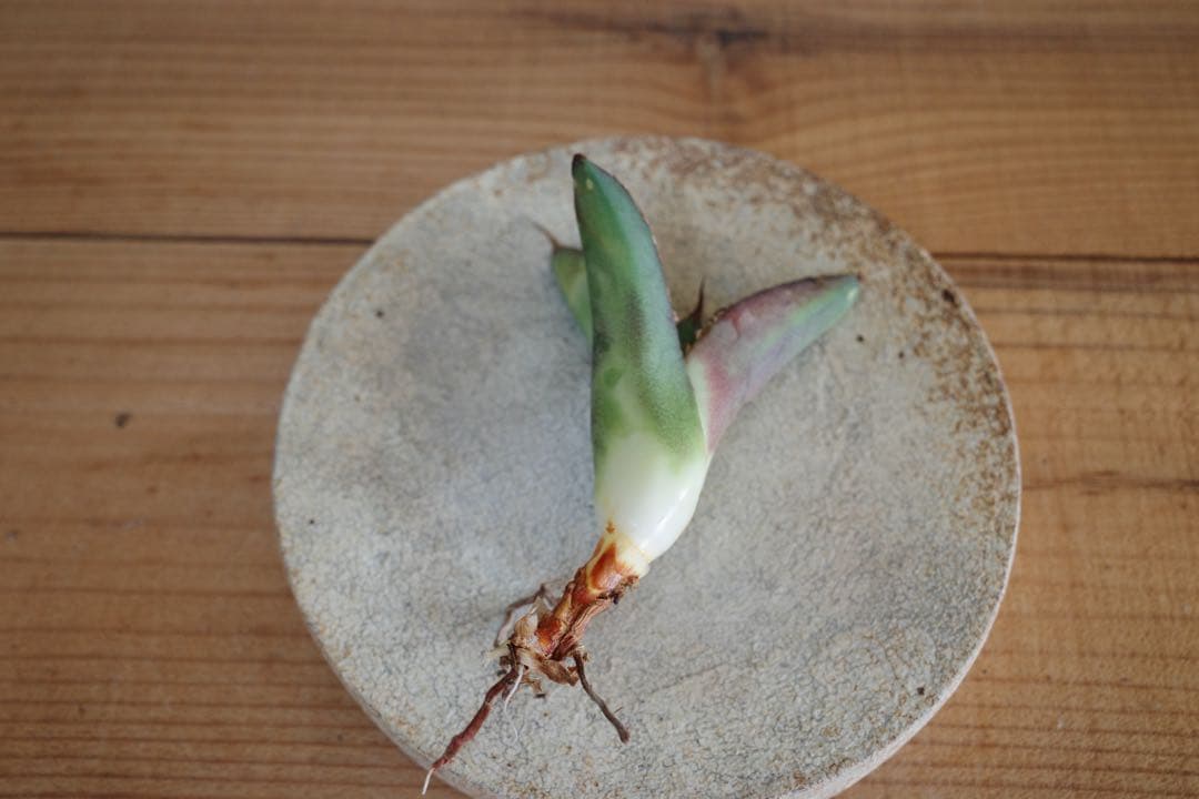 【子株】アガベ　オテロイ　オアハカ現地球