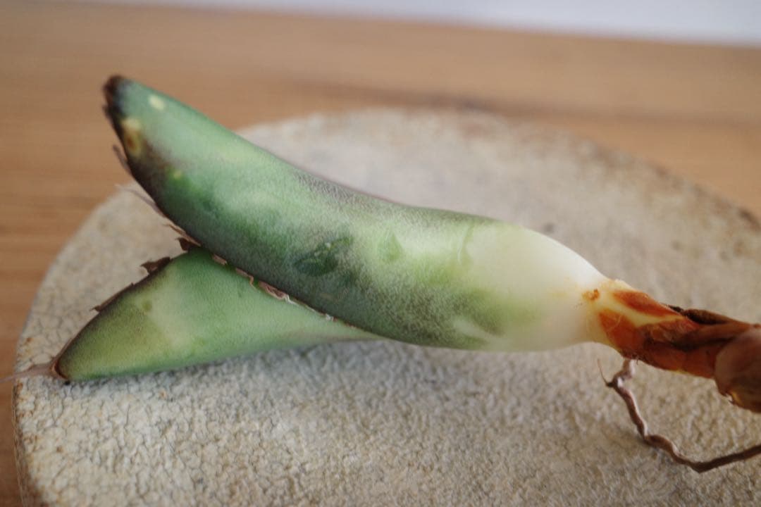 【子株】アガベ　オテロイ　オアハカ現地球