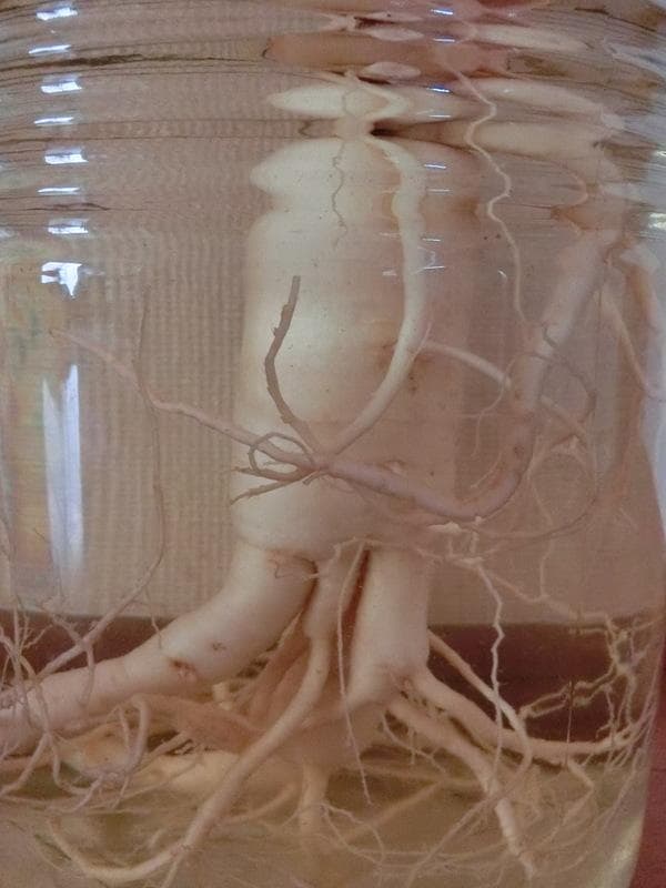 信州産★朝鮮人参酒（高麗人参酒）古酒　　8年根（165g）