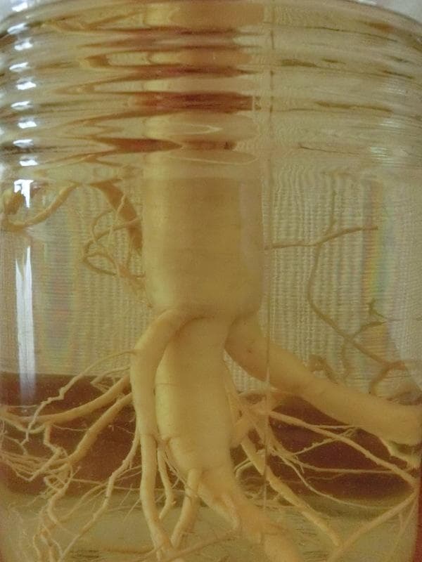 信州産★朝鮮人参酒（高麗人参酒）古酒　　8年根（165g）