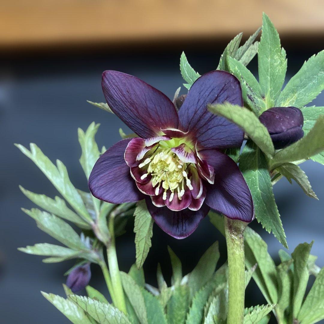 まいさん専用３点おまとめ 分割 クリスマスローズ若泉ファーム雅