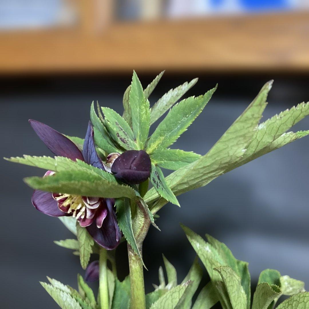 まいさん専用３点おまとめ 分割 クリスマスローズ若泉ファーム雅