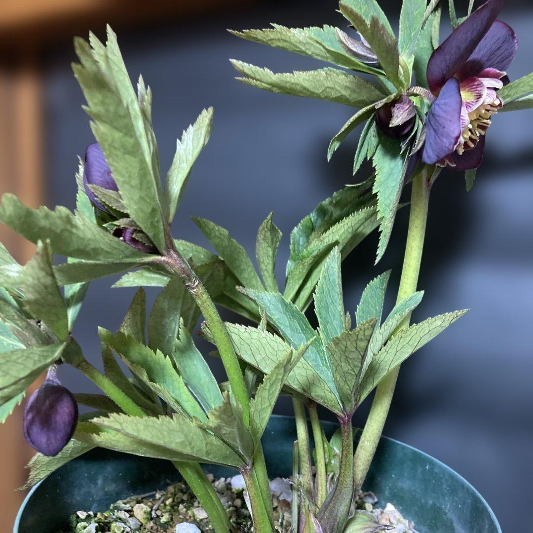 まいさん専用３点おまとめ 分割 クリスマスローズ若泉ファーム雅