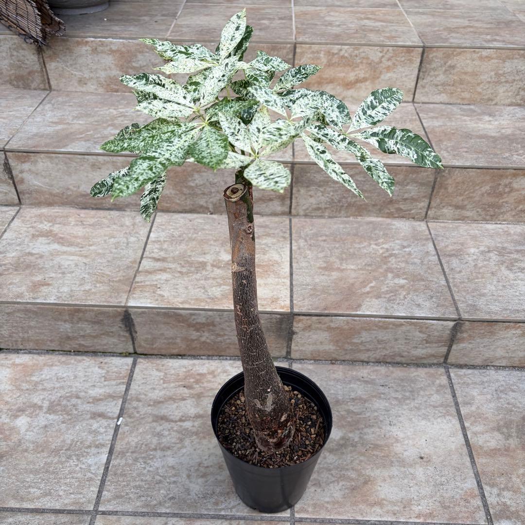 【大特価】パキラ　ミルキーウェイ　約5号鉢　No.002　鉢、送料込　メルカリ便