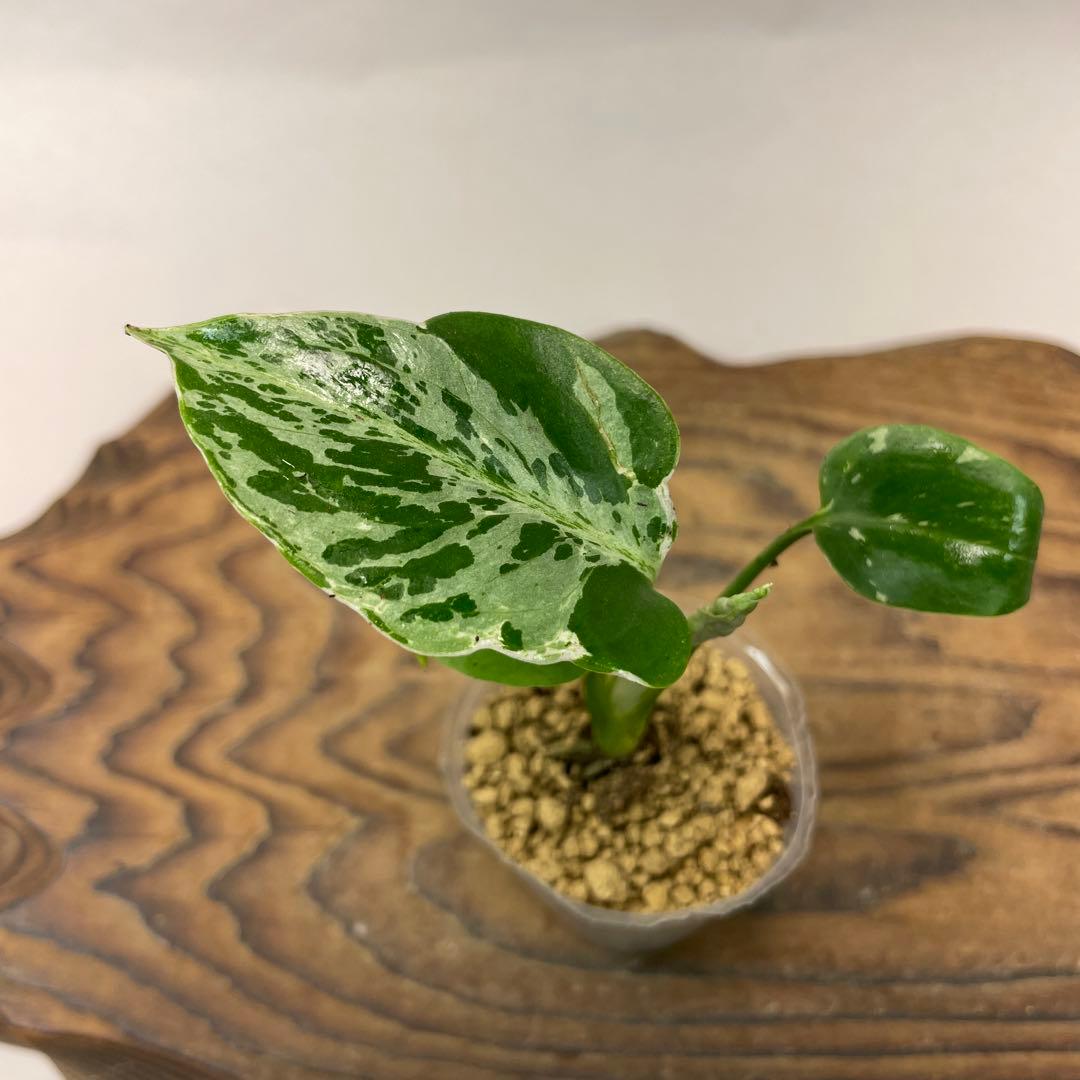 ユ*キ様 L042品種保証！斑入り保証！モンステラ バルバソー フシギダネ