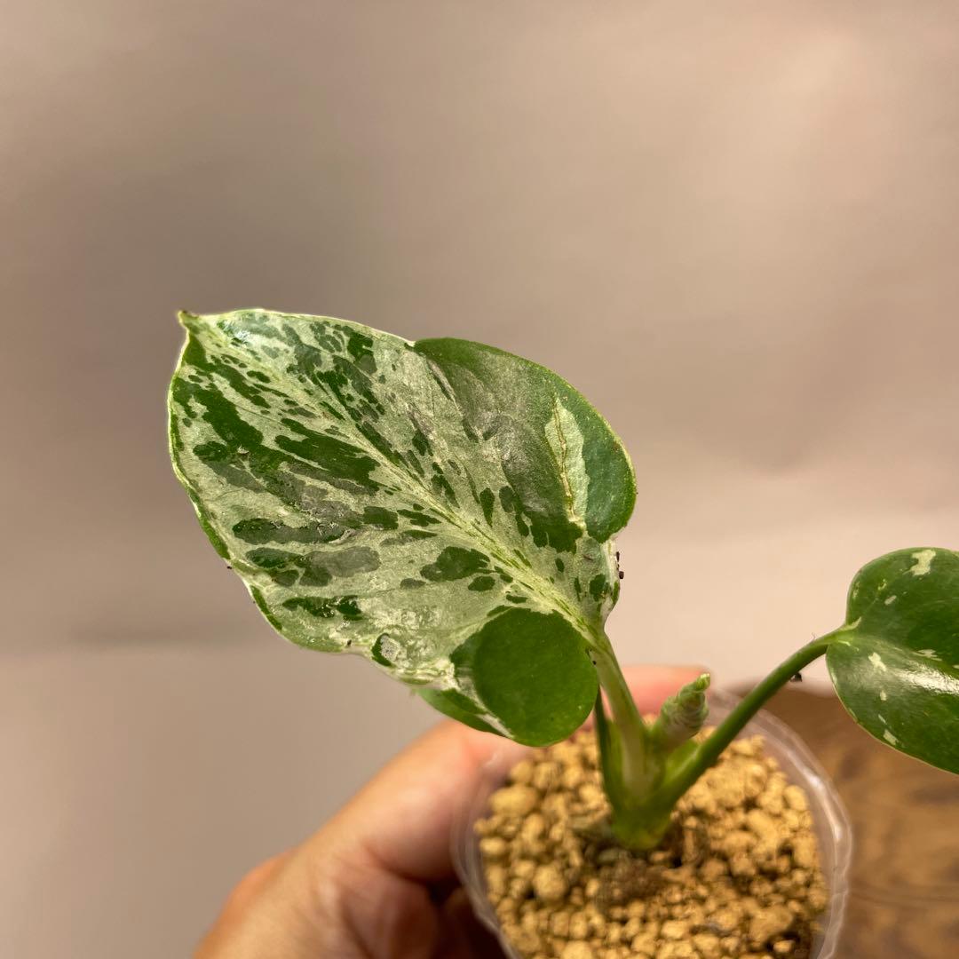 ユ*キ様 L042品種保証！斑入り保証！モンステラ バルバソー フシギダネ