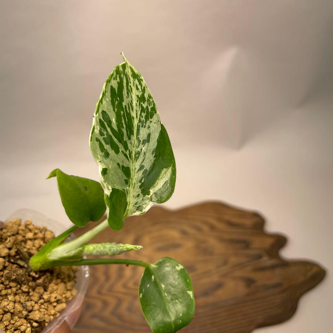 ユ*キ様 L042品種保証！斑入り保証！モンステラ バルバソー フシギダネ