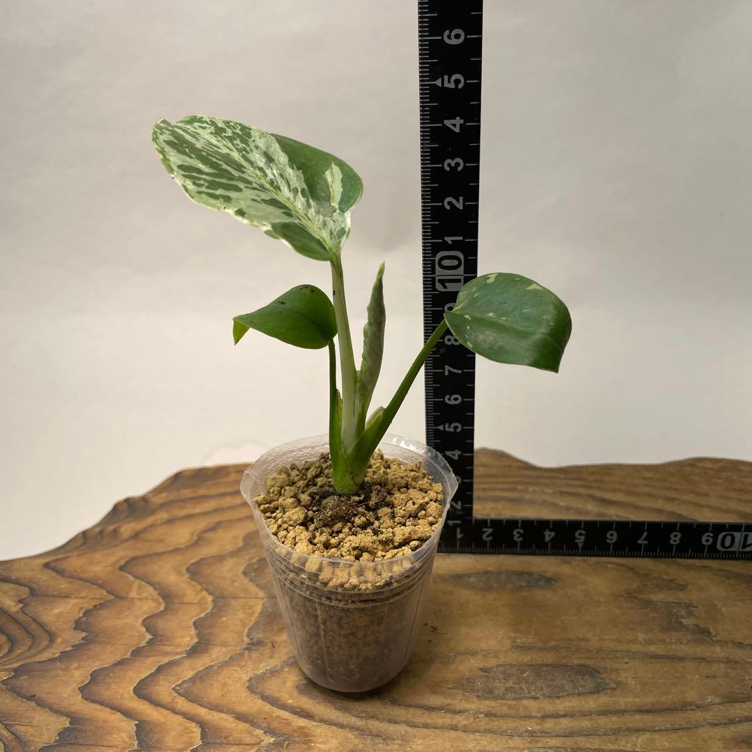 ユ*キ様 L042品種保証！斑入り保証！モンステラ バルバソー フシギダネ