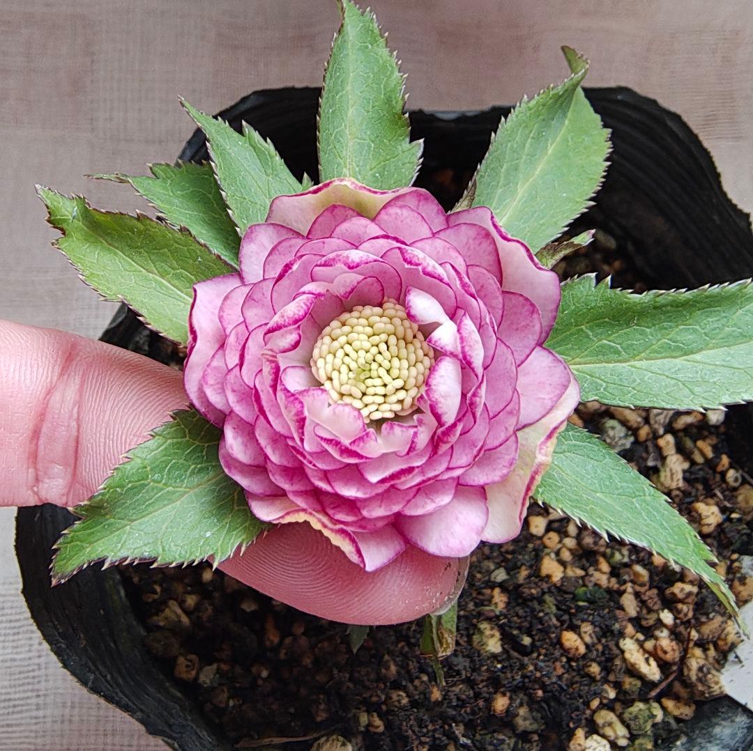 希少！認定ピンクアフロディーテ多弁小輪系 ブラッシュピコティ ペールピンク