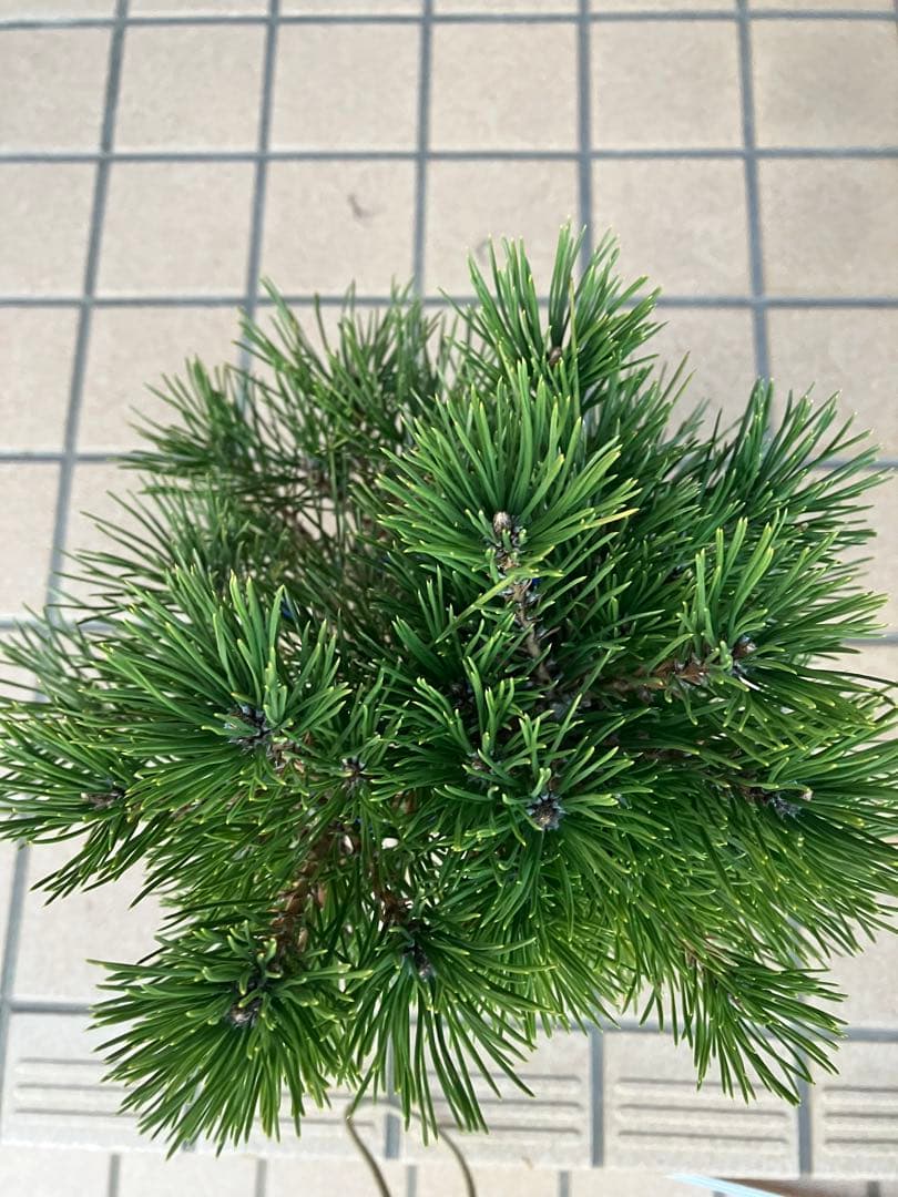 黒松盆栽　樹形(幹の曲等)が美しい根上がり　究極の逸品！　超大特価！早いもの勝ち