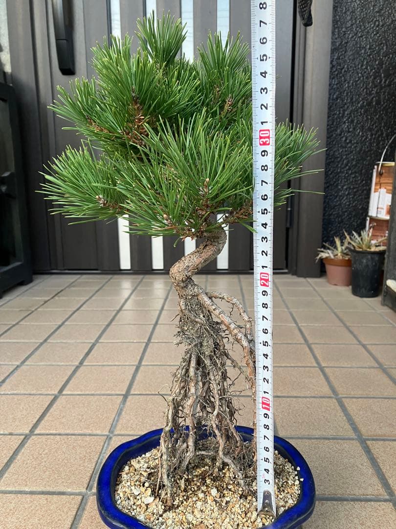 黒松盆栽　樹形(幹の曲等)が美しい根上がり　究極の逸品！　超大特価！早いもの勝ち