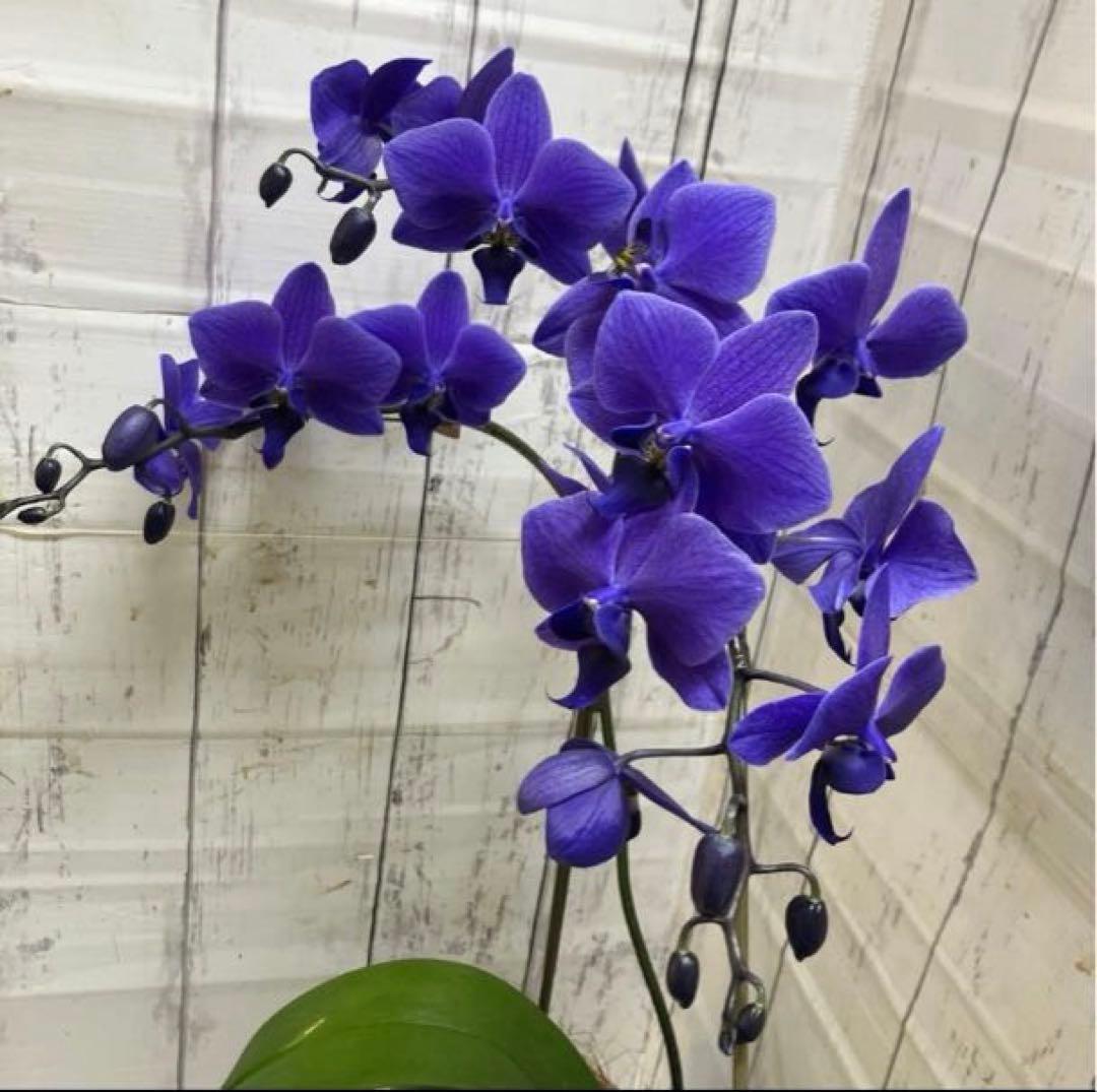 ②正規品　希少品種　胡蝶蘭　コチョウラン　ファレノプシス　ブルージーン　パープル