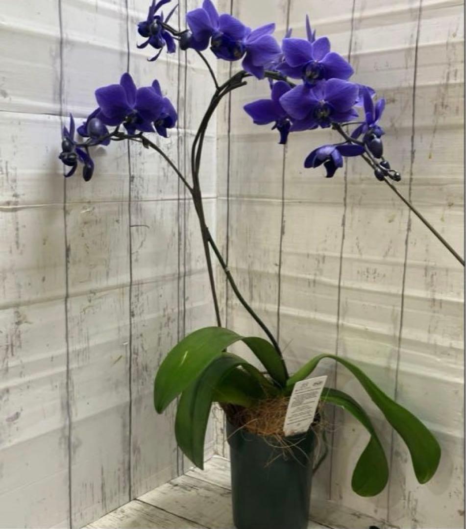 ②正規品　希少品種　胡蝶蘭　コチョウラン　ファレノプシス　ブルージーン　パープル